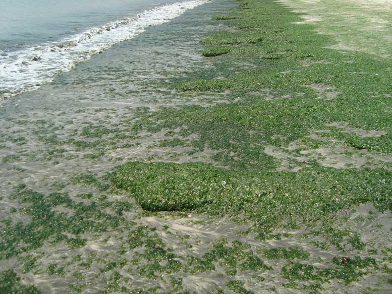 green-beach