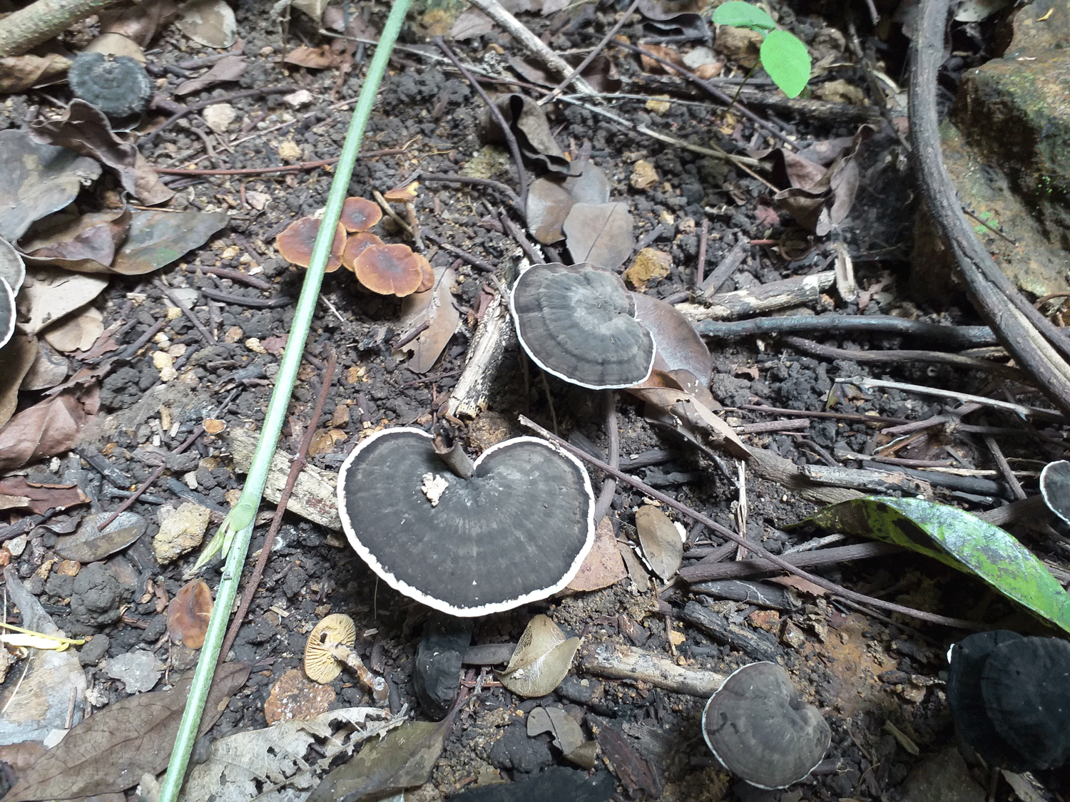 Mushroom heart