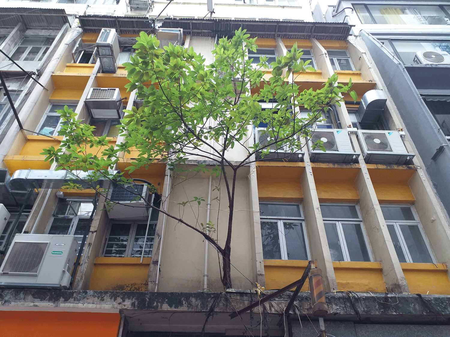 Central market tree