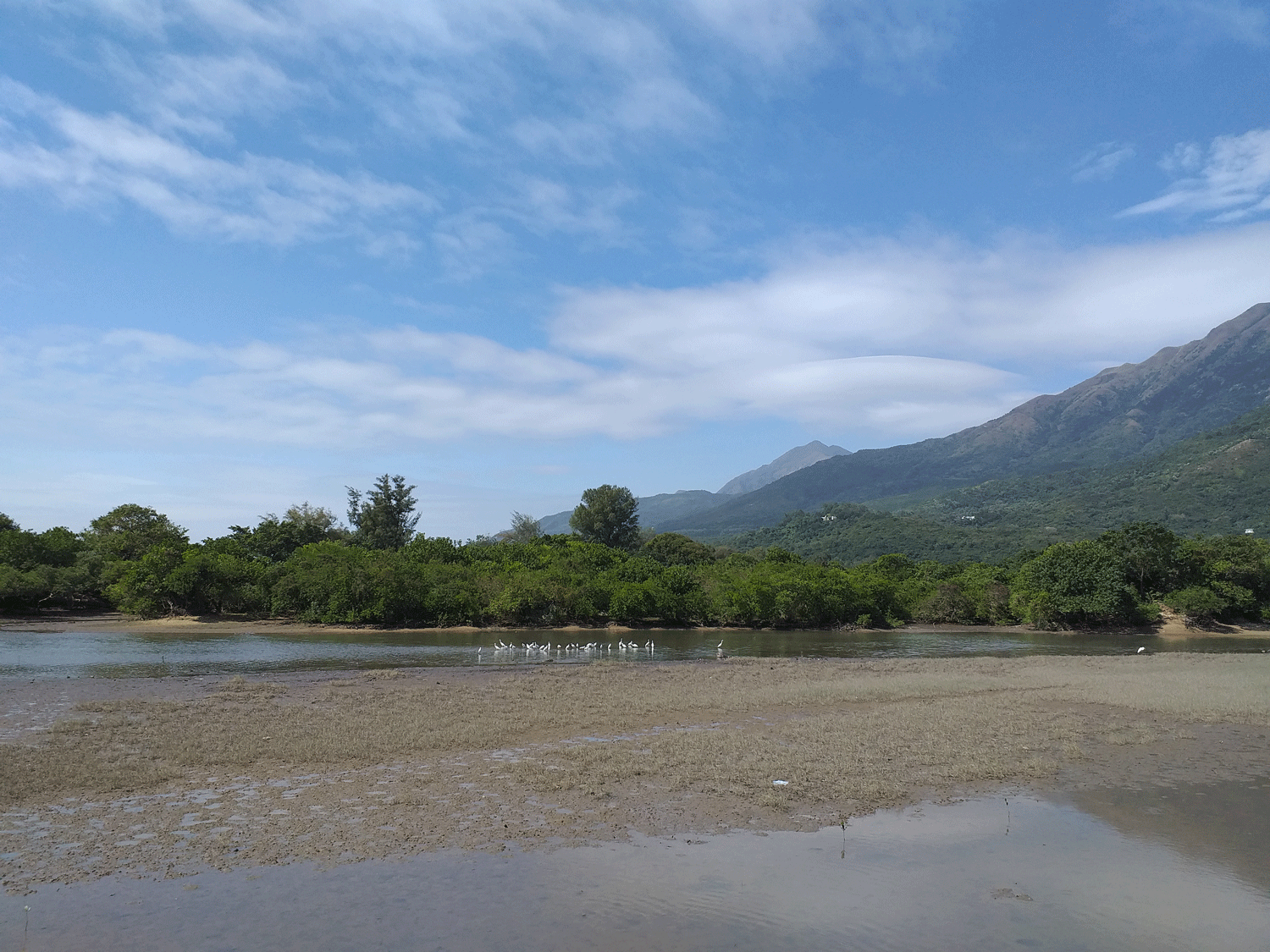 River egrets